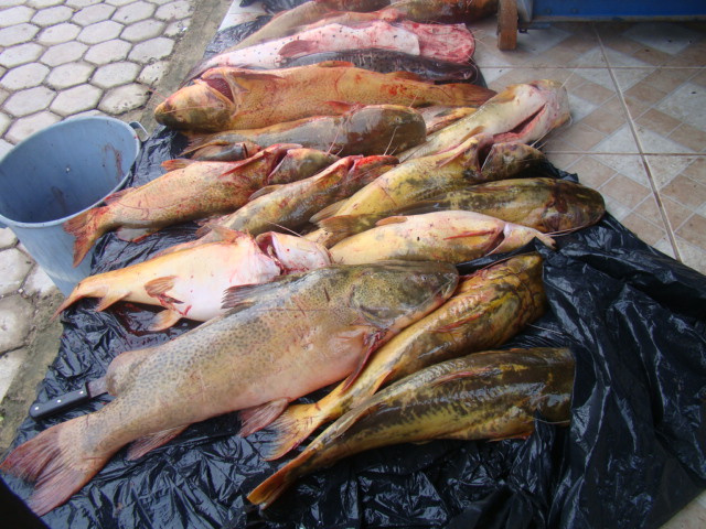 PMA prende pescador com 111 kg de pescado no Pantanal