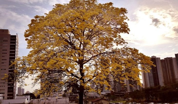 Sul-mato-grossense pode esperar sol e temperaturas amenas para o fim de semana Foto: Edemir Rodrigues