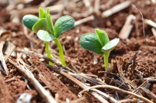 Antecipação da semeadura da soja no MS exige cautela Antecipação da semeadura da soja no MS exige cautela