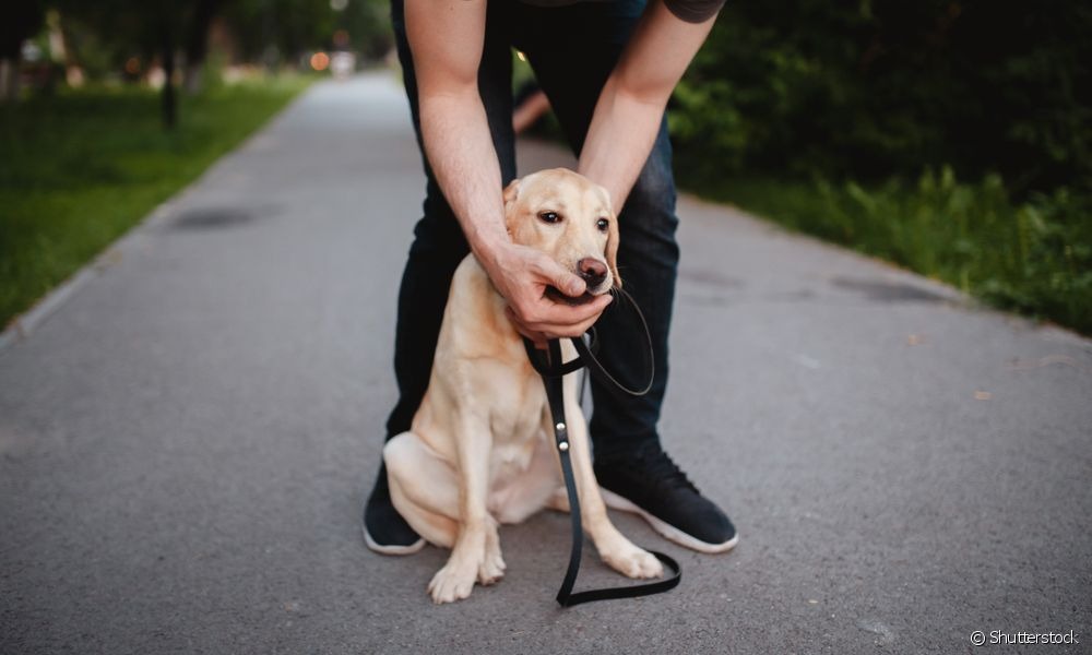 Cachorro engasgado: veterinária ensina o que fazer nessa situação Cachorro engasgado: descubra como resolver o problema com as dicas de uma veterinária