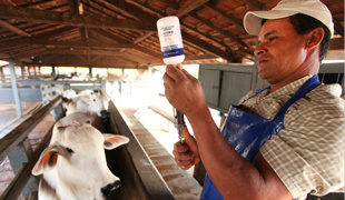 Cobertura atingiu 97,85% do rebanho nas etapas do primeiro semestre deste ano Cobertura atingiu 97,85% do rebanho nas etapas do primeiro semestre deste ano