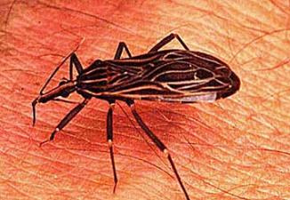 Falta de matéria-prima interrompe produção de remédio para doença de Chagas Falta de matéria-prima interrompe produção de remédio para doença de Chagas