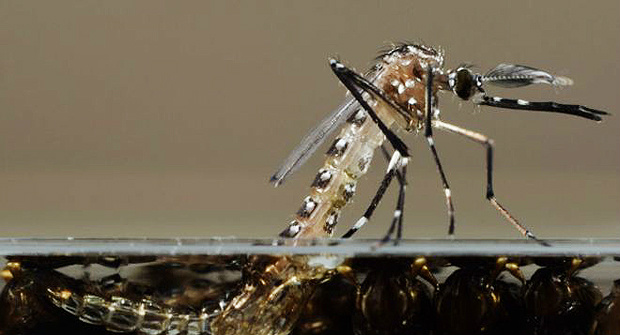 Mosquito Aedes aegyptiFoto: Divulgação