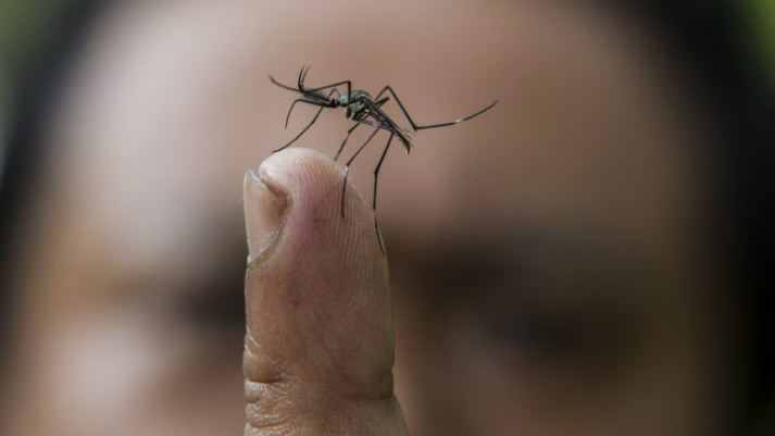 Surto de dengue deixa mais de 100 mortos em Taiwan Surto de dengue deixa mais de 100 mortos em Taiwan