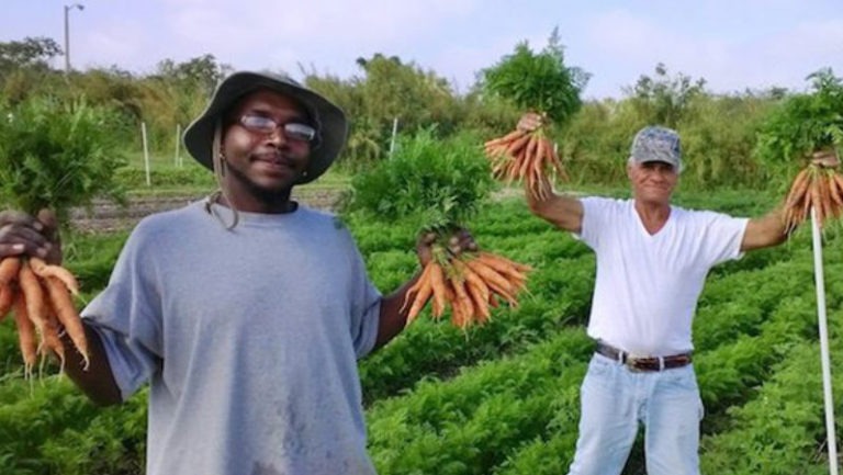 Fazenda que só produz orgânicos contrata apenas moradores de rua Divulgação.