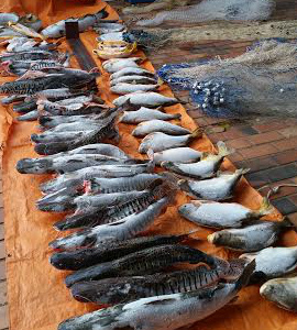 PMA prende um pescador por pesca predatória e aplica multa de R$ 2,3 mil
