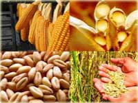 Conab divulga primeiro levantamento da safra de grãos 2011/2012 Conab divulga primeiro levantamento da safra de grãos 2011/2012