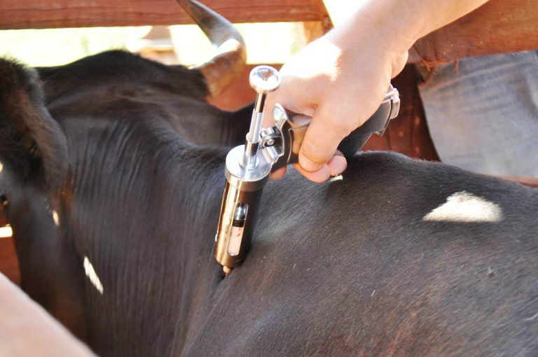 Iagro alerta para prazo de registro de vacinação contra febre aftosa em MS Iagro alerta para prazo de registro de vacinação contra febre aftosa em MS