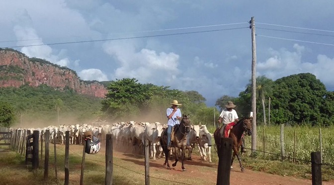 Rebanho bovino de MS cresce, superando 21,8 milhões de cabeças Foto: Divulgação Uems