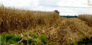 Colheita do milho 'safrinha' chega a 98% em MS Colheita do milho safrinha está terminando em Mato Grosso do Sul