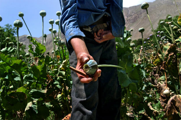 Cultivo de ópio no Afeganistão cai 19% após seis anos de alta Ópio é extraído da papoula. Foto: Unodc/Zalmai