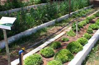UEMS apoia evento sobre plantas medicinais e agricultura familiar UEMS apoia evento sobre plantas medicinais e agricultura familiar
