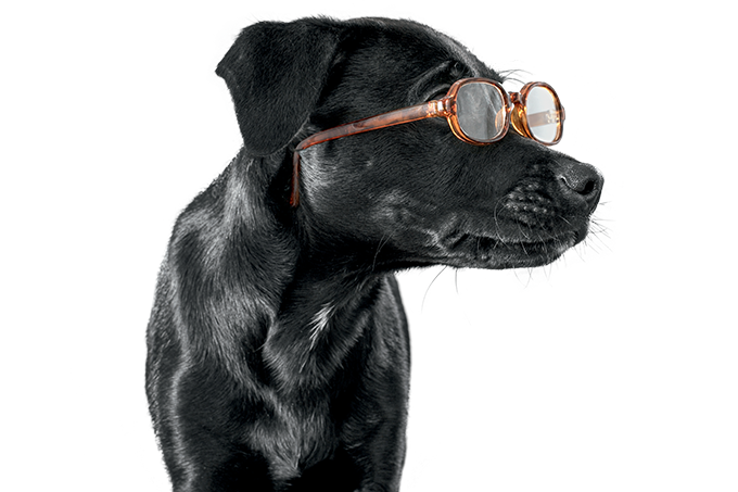 Catarata e glaucoma também são perigos para os pets. (Foto: Martin Poole/Getty Images)