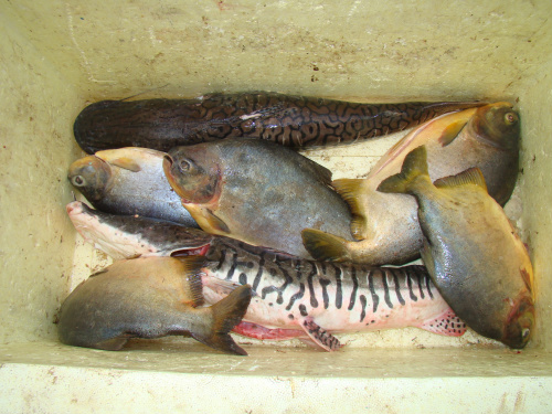 PMA prende pescador profissional no rio Piquiri, na divisa com MT