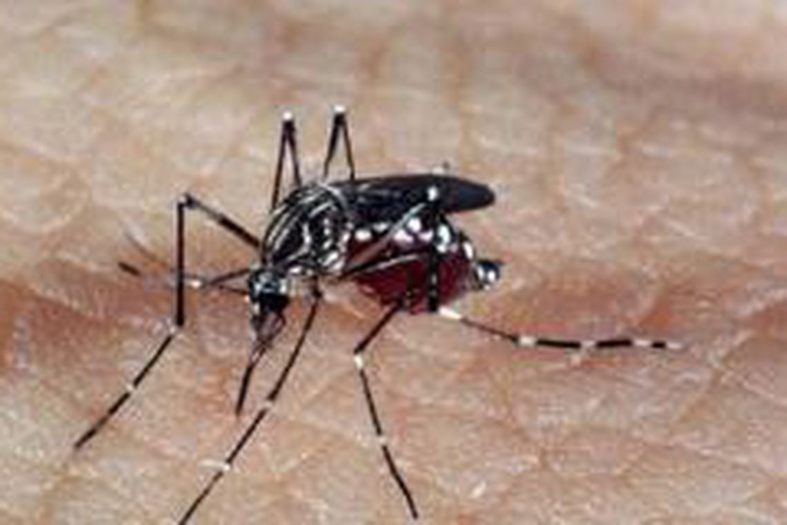 Aplicativo já identificou mais de 8 mil focos do Aedes desde 2017
