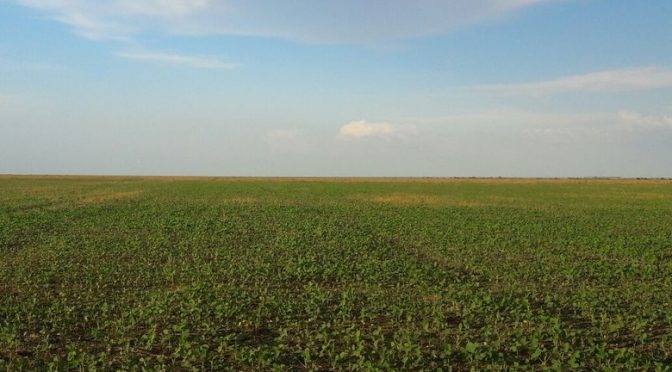 Área plantada de soja aumenta 140 mil hectares e bate recorde no Estado