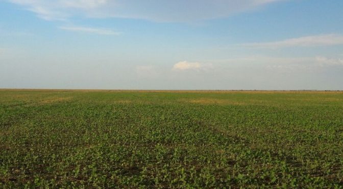 Área plantada de soja aumenta 140 mil hectares e bate recorde no Estado Área plantada de soja aumenta 140 mil hectares e bate recorde no Estado