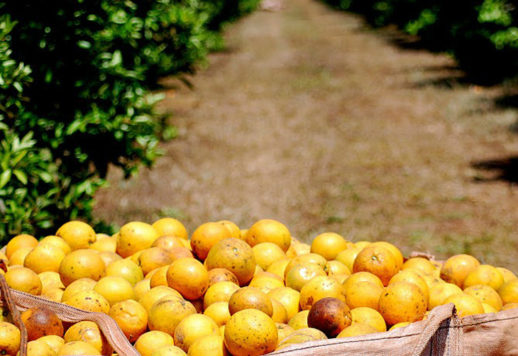 Produção brasileira de laranja será de 17,75 milhões de toneladas