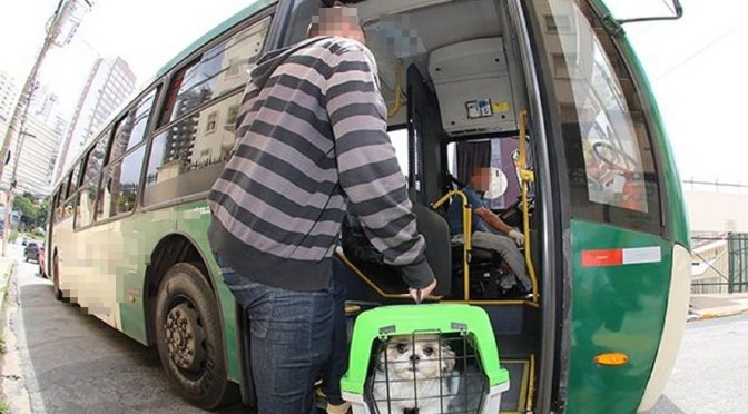 Lei estadual sobre transporte de animais em ônibus rodoviário tem alterações Com as alterações, fica assegurado apenas a cabine como espaço capaz de transportar os animais com a segurança exigida. Foto: Divulgação