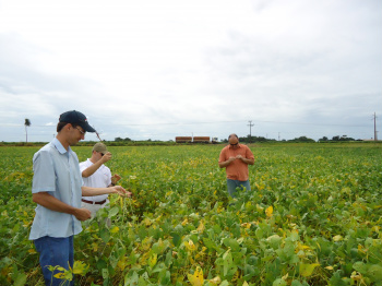 Chuvas causam danos que podem chegar a R$ 1,5 bilhão na safra da soja de MS