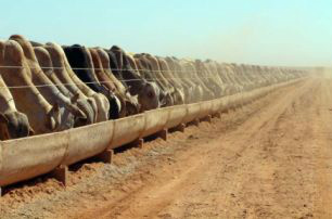 Quebra na safra norte-americana elevou preços do milho, e consequentemente, da ração.