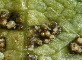 Ferrugem na soja: MS é o quinto do país em número de focos Foto: Divulgação