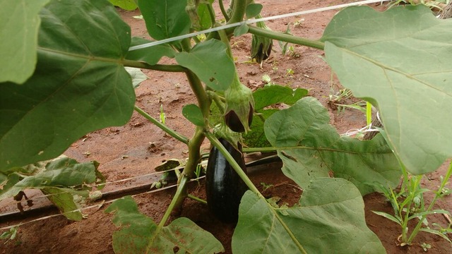 Produção de jiló e berinjela ganham espaço nas hortas de agricultores em MS Aumento de preços nas culturas de berinjela e jiló tiveram aumento de 40% - Foto: Victor Almeida
