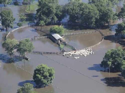 Gado foi retirado de áreas alagadas na região de Cáceres; produtor da região diz que “está chovendo como nunca” - Foto: Divulgação