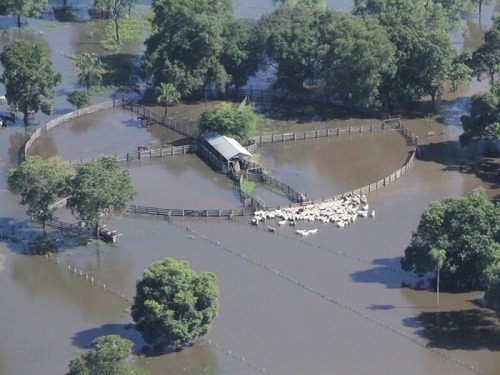 Em pleno janeiro, Pantanal já está ameaçado com possível supercheia Gado foi retirado de áreas alagadas na região de Cáceres; produtor da região diz que “está chovendo como nunca” - Foto: Divulgação