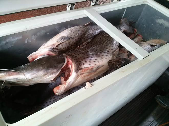 PMA apreende 151 kg de pescado e prende pescador profissional