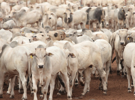 MS: Preço médio da arroba do boi gordo deve atingir R$ 102 em 2014