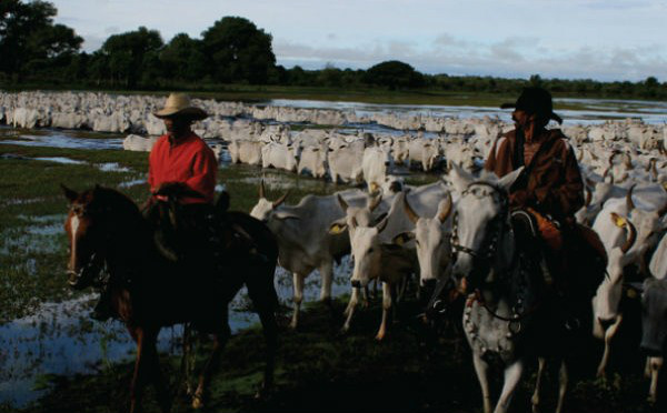 Governador lança Campanha contra Febre Aftosa nesta segunda (4) Governador lança Campanha contra Febre Aftosa nesta segunda (4)
