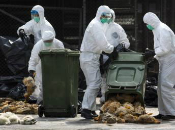 Operação sanitária de aves em Hong Kong, nesta terça.   REUTERS/Tyrone Siu