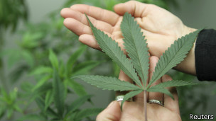 Documento é o primeiro de organização multilateral a contemplar possível legalização da maconha