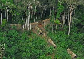 Amazônia tem mais mata em regeneração do que em retirada, diz ministra