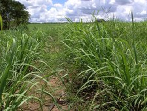 Mudança no uso da terra pela agricultura brasileira de 1990 a 2014 Foto: Divulgação