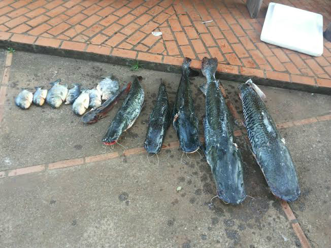 PMA prende três paranaenses por pesca predatória com 44 kg de pescado ilegal
