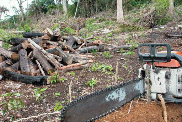 O desmatamento na Amazônia Legal caiu 18% entre agosto de 2013 e julho de 2014Arquivo/Agência Brasil