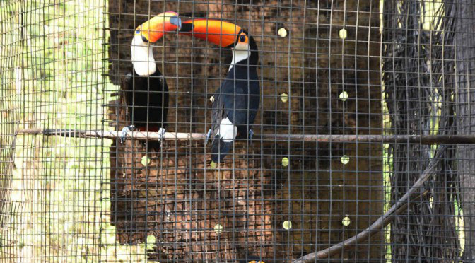 Trabalho realizado pelo CRAS possibilita que 600 animais retornem à natureza