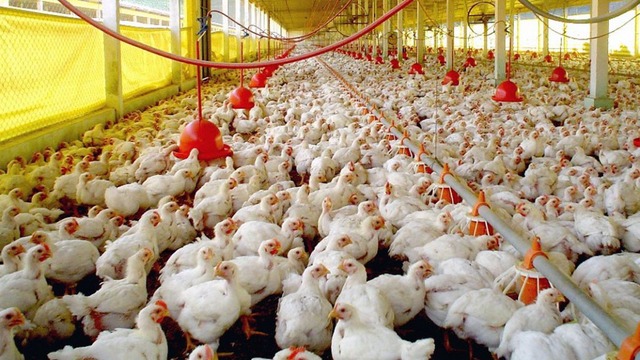 Como vivem as aves sem antibióticos? Foto: Divulgação