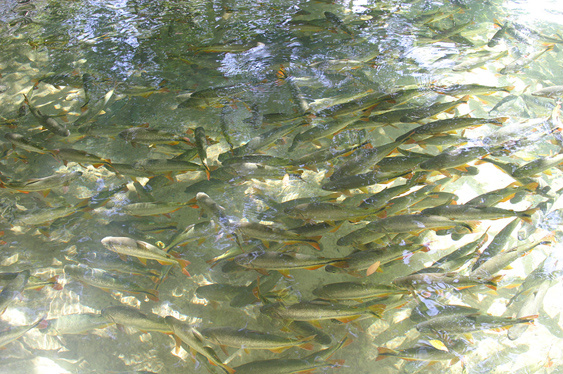 Resolução proíbe a pesca entre o período de 5 de novembro a 28 de fevereiro