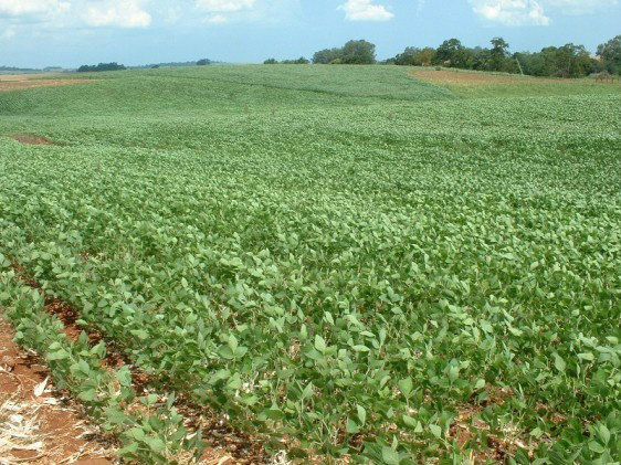 Embrapa de Dourados alerta que é preciso 80 a 90 mm de chuva para plantio de soja