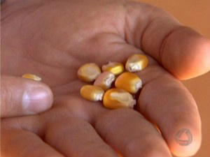 Programa vai levar informações sobre agronegócioa crianças e jovens (Foto: Reprodução/TV Morena)