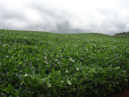 Chuva em excesso fará safra de MS ser uma das piores da década