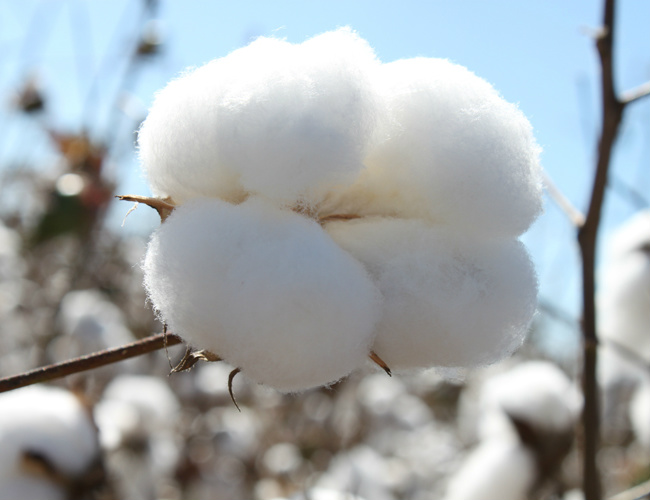 A semeadura do algodão safrinha (inverno) segue em ritmo lento no Mato Grosso do Sul, devido as constantes chuvas no Estado