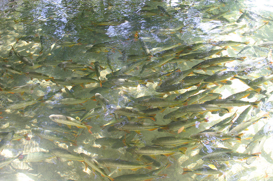 Resolução proíbe a pesca entre o período de 5 de novembro a 28 de fevereiro