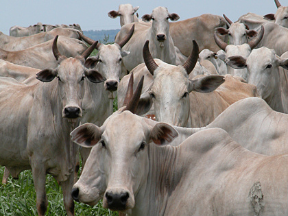 Iagro amplia validade do Guia de Trânsito Animal devido ao feriado Iagro amplia validade do Guia de Trânsito Animal devido ao feriado