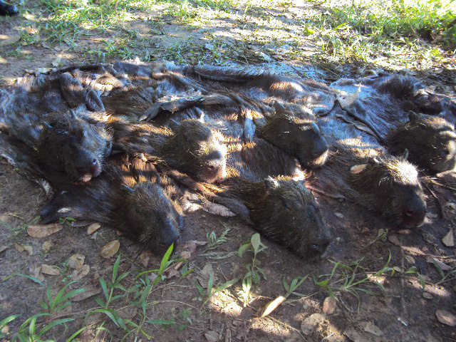 Carcaças das capivaras abatidas por armas de fogo, apreendidas no acampamento.
