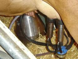 Preço do leite pago ao produtor de MS sobe 9,7%