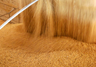 Paraguai confirma produção recorde de soja